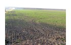 Property photo 6 - 60 Acres Offered in 2 Tracts
